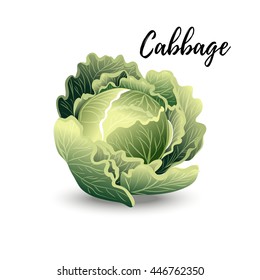 Cabbage vector isolated on white