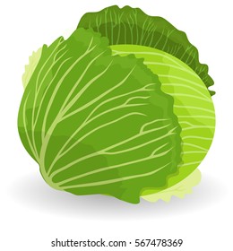 Cabbage, vector object. Cabbage icon in flat style. Isolated object. Cabbage logo. Vegetable from the garden. Organic food. Vector illustration.