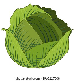 cabbage vector, Perfect for illustration, icon, logo, Etc