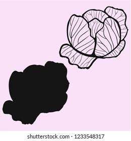cabbage vector silhouette isolated