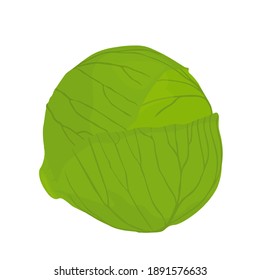 Cabbage vector stock illustration. Head of Brussels sprouts close-up. Isolated on a white background. Green leaves in realistic style.