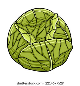 Cabbage in Vector Style Illustration