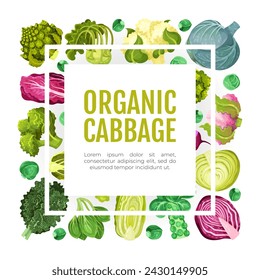 Cabbage Vegetable Banner Design with Crop Vector Template