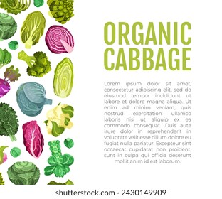 Cabbage Vegetable Banner Design with Crop Vector Template