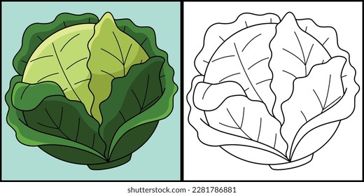 Cabbage Vegetable Coloring Page Illustration