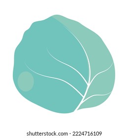 cabbage vegetable food icon isolated