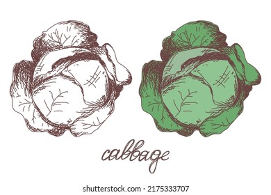 cabbage vegetable hand drawn vector llustration realistic sketch. Hand drawn sketch vegetable cabbage. Eco food