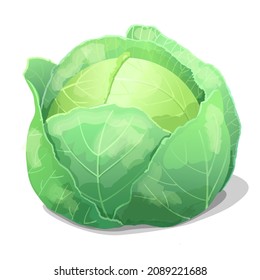Cabbage vegetable icon in cartoon style. Vegetarian, organic food. Vector Illustration.