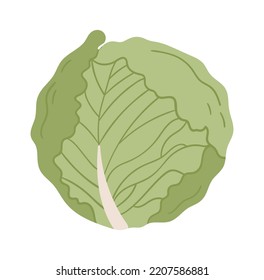 Cabbage vegetable icon. Vector illustration