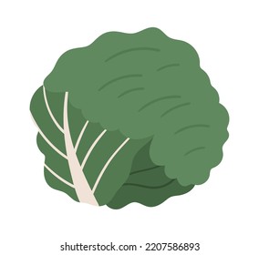 Cabbage vegetable icon. Vector illustration