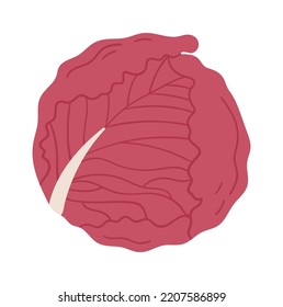 Cabbage vegetable icon. Vector illustration