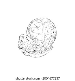 Cabbage vegetable illustration in clean line art style with one whole head and a sliced piece isolated on white.