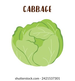 Cabbage vegetable isolated on white background.