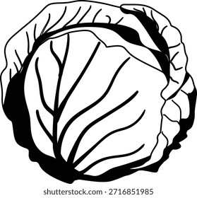 Cabbage vegetable mono shadow illustration
