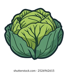 cabbage vegetable nature healthy food vector illustration template design