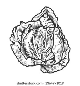 Cabbage vegetable plant on branch sketch engraving vector illustration. Scratch board style imitation. Hand drawn image.