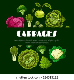 Cabbage vegetable poster with fresh green and red head cabbage, broccoli, cauliflower, kohlrabi, brussel sprout, romanesco cauliflower and bok choy. Vegetarian food, dieting, salad recipe design.