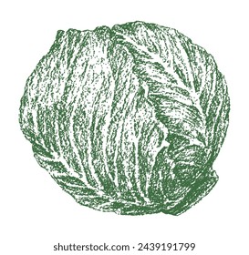 Cabbage, vegetable, ripe green vegetarian food, single, textured vector hand drawing isolated on white