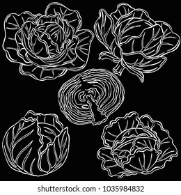 cabbage, vegetable, vector