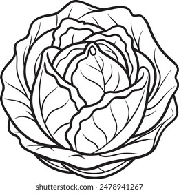 Cabbage Vegetable Vector for Coloring Pages for Kids