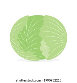 Cabbage vegetable vector illustration cartoon isolated on white background. Cute cabbage vegetable vector cartoon.