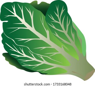 ILUSTRACIÓN DEL VECTOR VEGETABLE DE LA CABAGA PNG