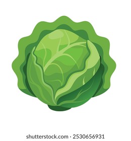 Cabbage Vegetable Vectors Color Image 