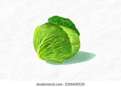 Cabbage vegetable. Watercolor food illustration