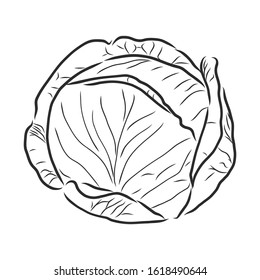 cabbage, vegetables food, vector sketch illustration 