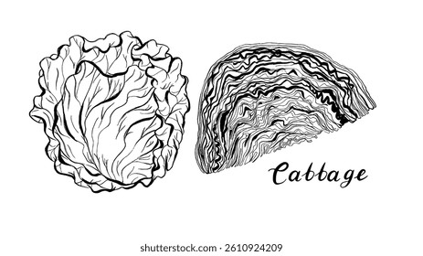 Cabbage. Vegetables set. Hand drawn vector isolated sketch.