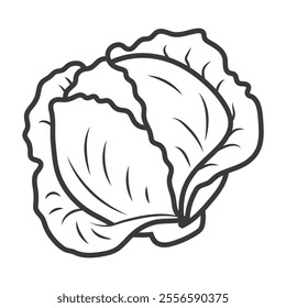 Cabbage vector​. Vegetables vector illustration​. Cabbage (Brassica oleracea) is a leafy vegetable rich in vitamins C and K. Easy to grow, it thrives in cool climates.