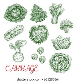 Cabbage vegetables vector sketch icons set. Isolated sorts of white or red cabbage, chinese napa and romanesco, cauliflower or broccoli and kohlrabi. Brussels sprouts, bok and pak choi kale veggies