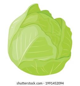 Cabbage. Vegetarian food. Vegetables. Postcard, banner, sticker, poster, print. Vector illustration.