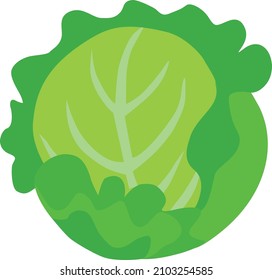 Cabbage. Vegetarian food. Vegetables. Vector illustration.