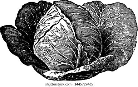 Cabbage vintage engraved illustration drawing. 
