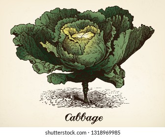 Cabbage vintage engraving style vector illustration