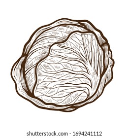 vectorial dibujado a mano con repollo