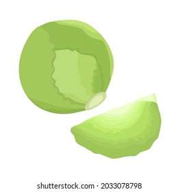 Cabbage, vitamin C source. Green cabbage for farm market, ingredient for salad. Trendy illustration, isolated on white. Dietetic, vegetarian and Healthy food composition. Good for web and print