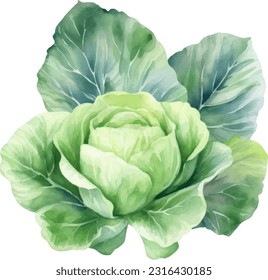 Cabbage watercolor illustration. Hand drawn underwater element design. Artistic vector marine design element. Illustration for greeting cards, printing and other design projects.