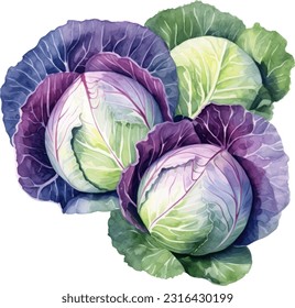 Cabbage watercolor illustration. Hand drawn underwater element design. Artistic vector marine design element. Illustration for greeting cards, printing and other design projects.