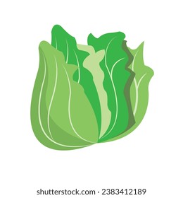 Cabbage watercolor illustration. Hand drawn underwater element design. Artistic vector marine design element. Illustration for greeting cards, printing and other design projects.