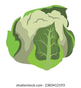 Cabbage watercolor illustration. Hand drawn underwater element design. Artistic vector marine design element. Illustration for greeting cards, printing and other design projects.