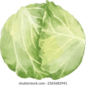 cabbage watercolor illustration isolated element