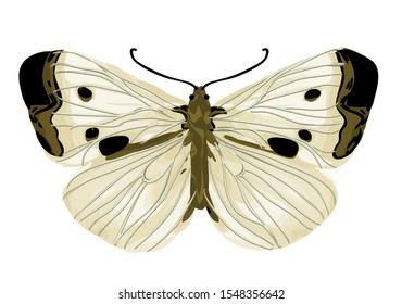 cabbage white butterfly isolated on a white background