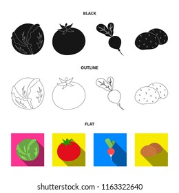 Cabbage white, tomato red, rice, potatoes. Vegetables set collection icons in cartoon style vector symbol stock illustration web.