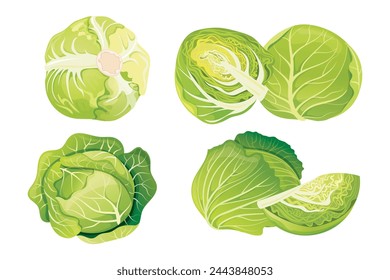 Cabbage whole and half set
