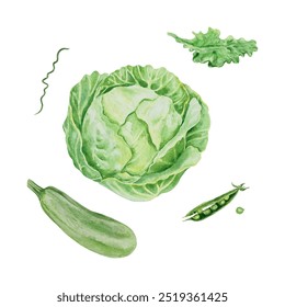 Repollo, calabacín, lechuga, guisantes. Acuarela de verduras verdes. Ilustración vectorial. Tarjetas de día de cosecha y vegetarianas, envases de alimentos, etiquetas, carteles.