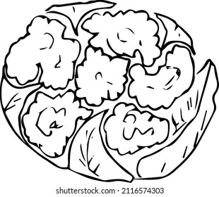 Cabbage,black and white illustration ,doodles,abstraction,vector.