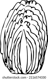 Cabbage,black and white illustration ,doodles,abstraction,vector.