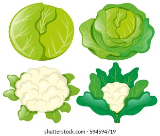Cabbages and cauliflowers on white illustration